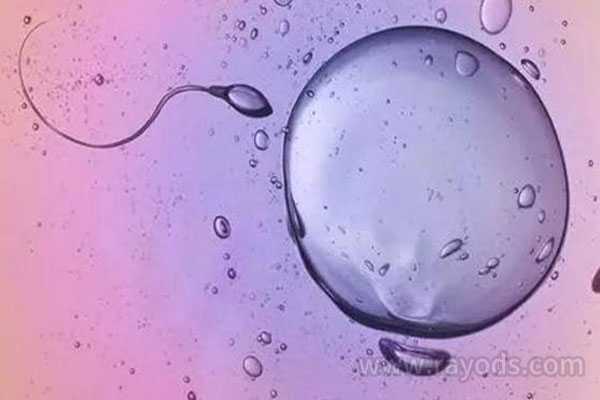 合肥代生代怀,做试管婴儿流程中，黄体期促排方案取卵要注意什么-受精卵异常
